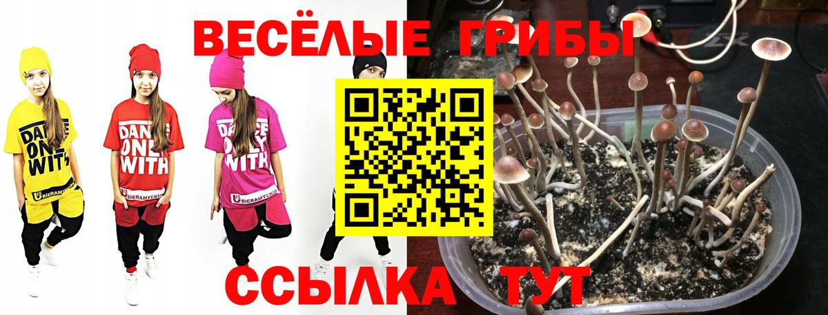 Псилоцибиновые грибы Большой Камень